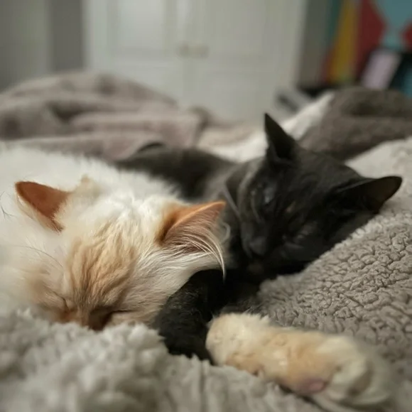 🚨ATTENTION🚨 - Picture 8 of 8